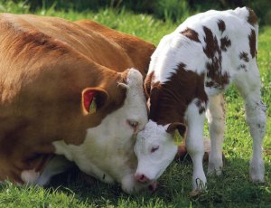 Mom and calf